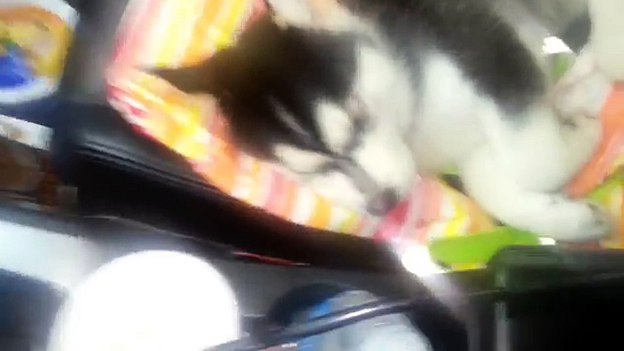Surprise Puppy For My Son
