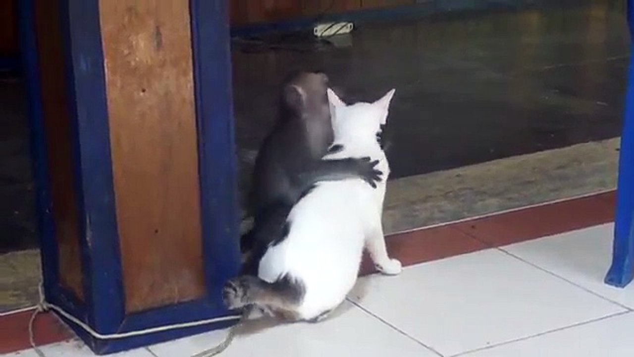 Monkey kissing a cat WATCH IT, you might learn a thing or two ;o)