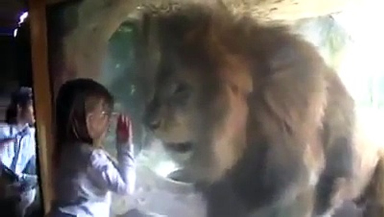 lion trying to eat baby girl