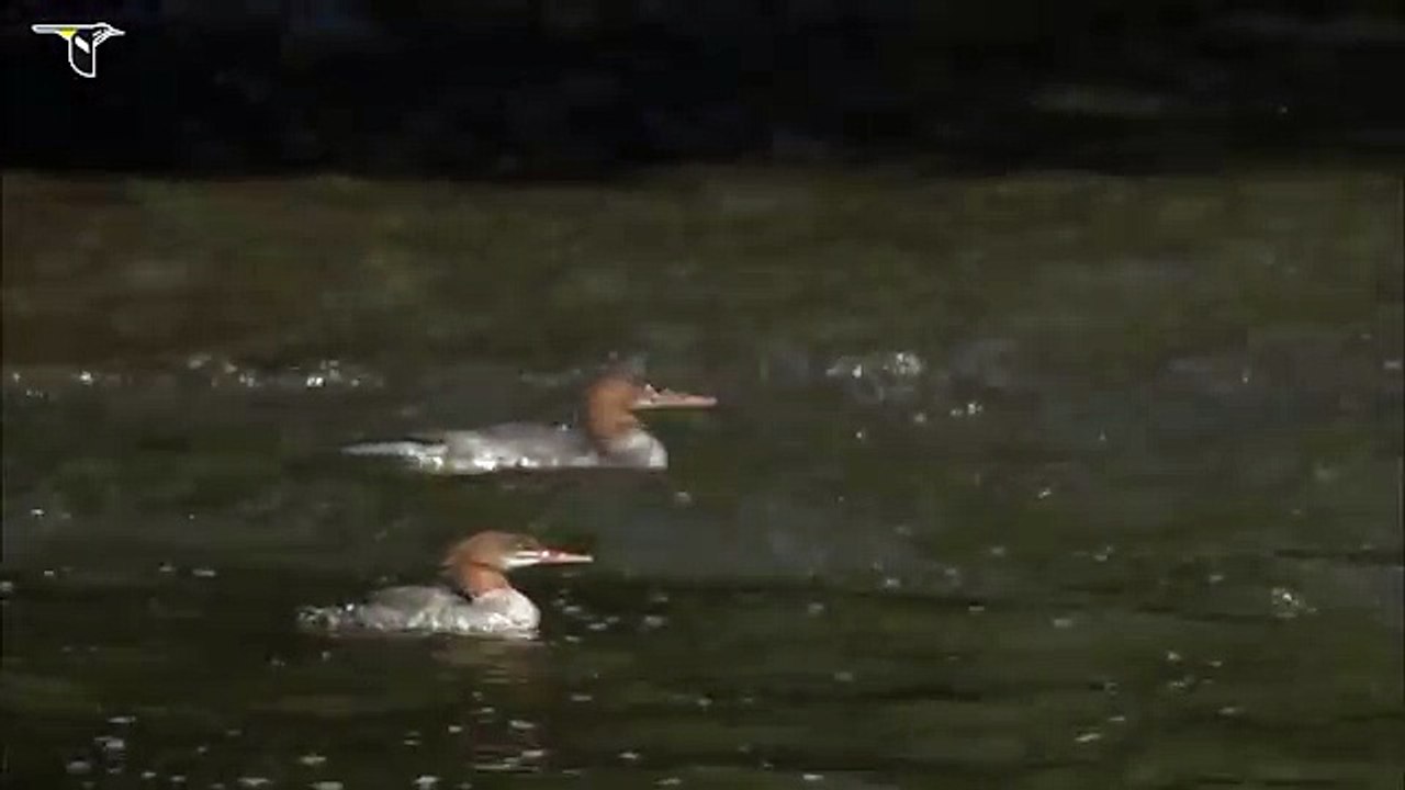 Common Merganser