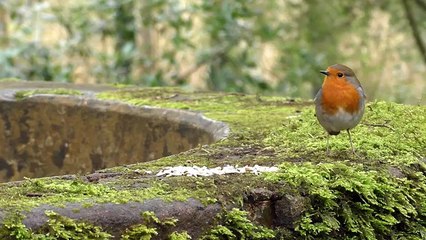 Videos for Cats : Birds in April Extravaganza