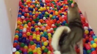 Dog In 5,400 Balls