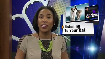 Cat Linguistics: What Your Cats Sounds Mean