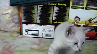 Pets: My new kitten Kinou meets my cat Miles