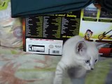Pets: My new kitten Kinou meets my cat Miles