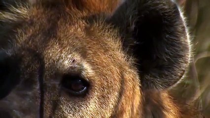 Injured Zebra Faces Pack Of Hyenas | Wild Things