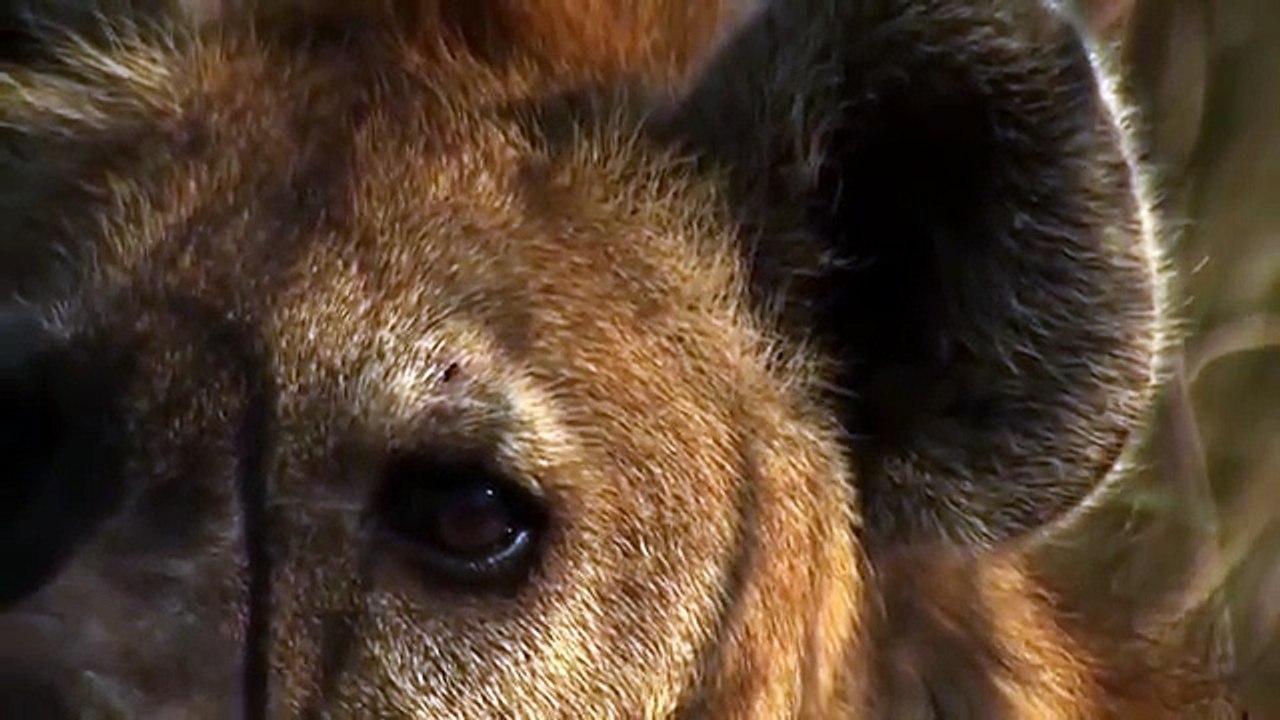 Injured Zebra Faces Pack Of Hyenas | Wild Things