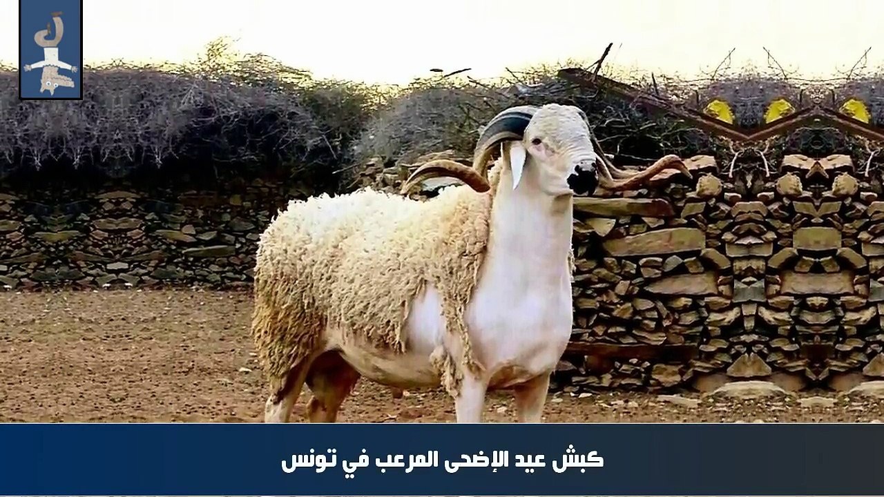 كبش عيد الإضحى المرعب في تونس !