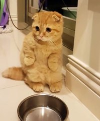 Cat Begs Hooman For Food