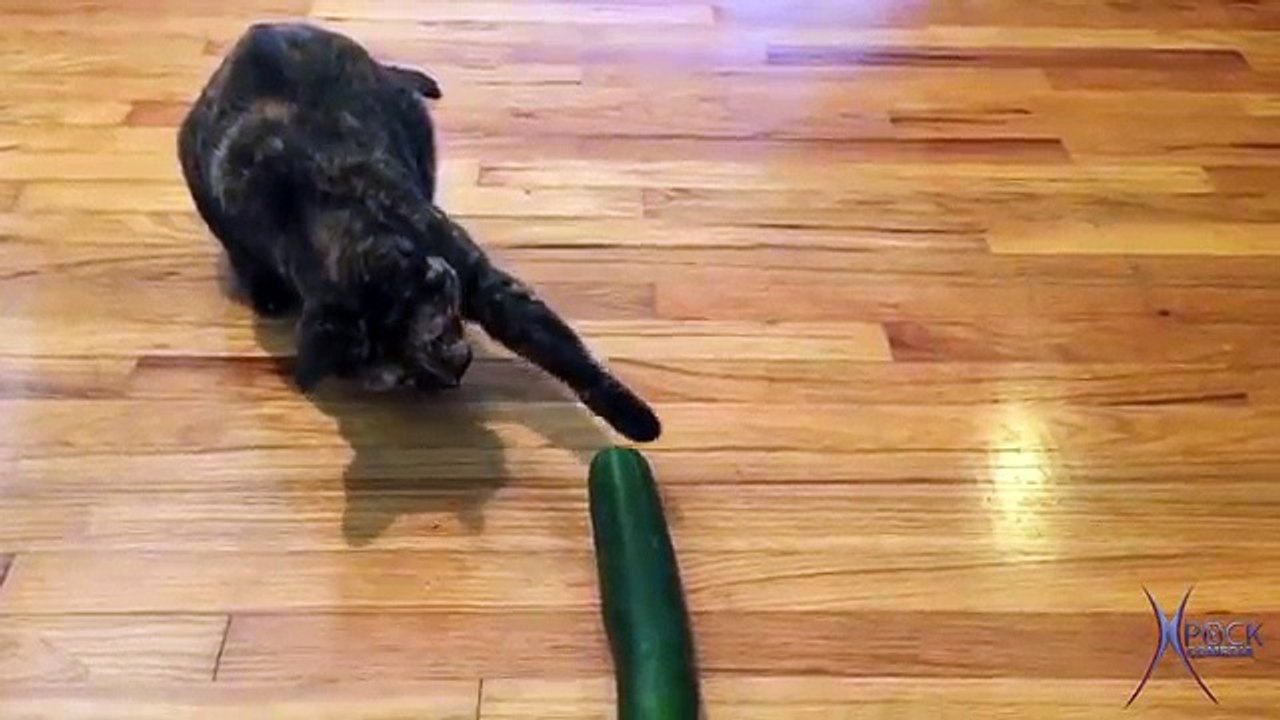Gatos vs Pepino