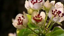 Trees of Tempting Fruit - Nature Documentary