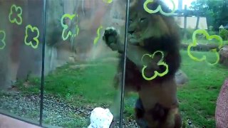 Lion trying to attack baby at zoo