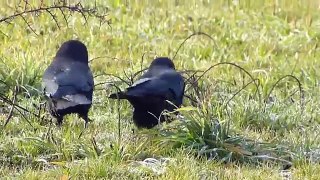A female crow asks her mate for some of his food.