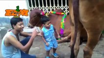 Bakra Eid Animal Voice  Short Cut   Punjabi Totay Funny Tezabi Totay