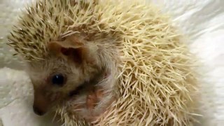 NEW PET Baby Hedgehog