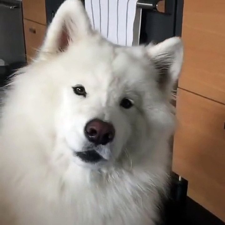 Coconut rice bear dog