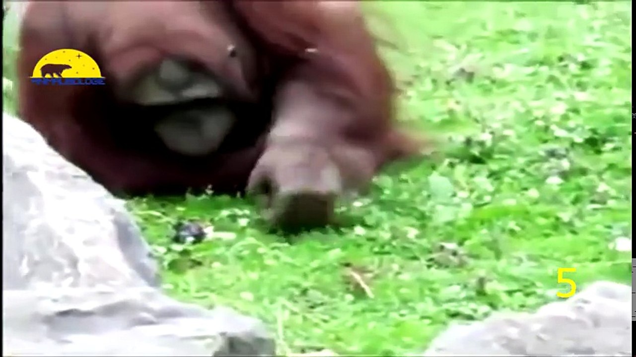 AMEZING ANIMAL PROTECT ANATHOR ANIMAL