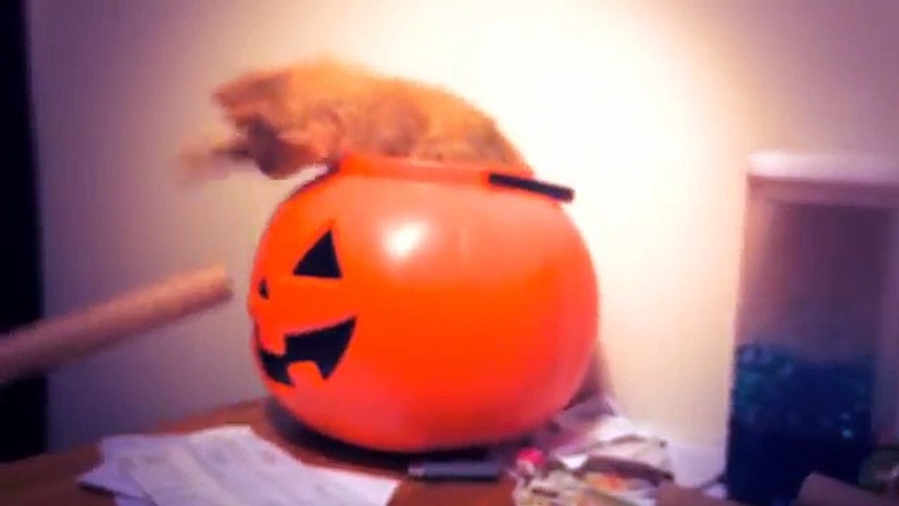 Adorable Kitten in a Pumpkin!!