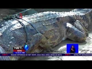 Buaya Sepanjang 4 Meter Ditangkap Oleh Warga Karena Meresahkan - NET 12