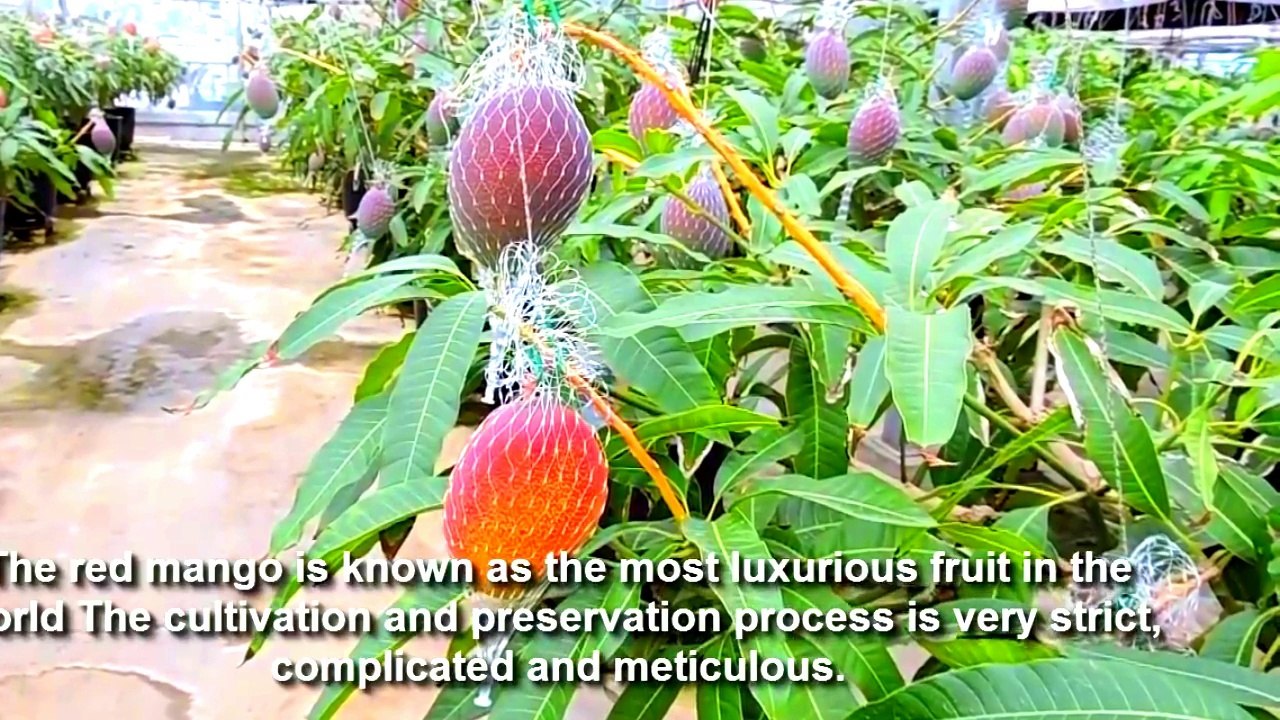 how to start mango fruit..
