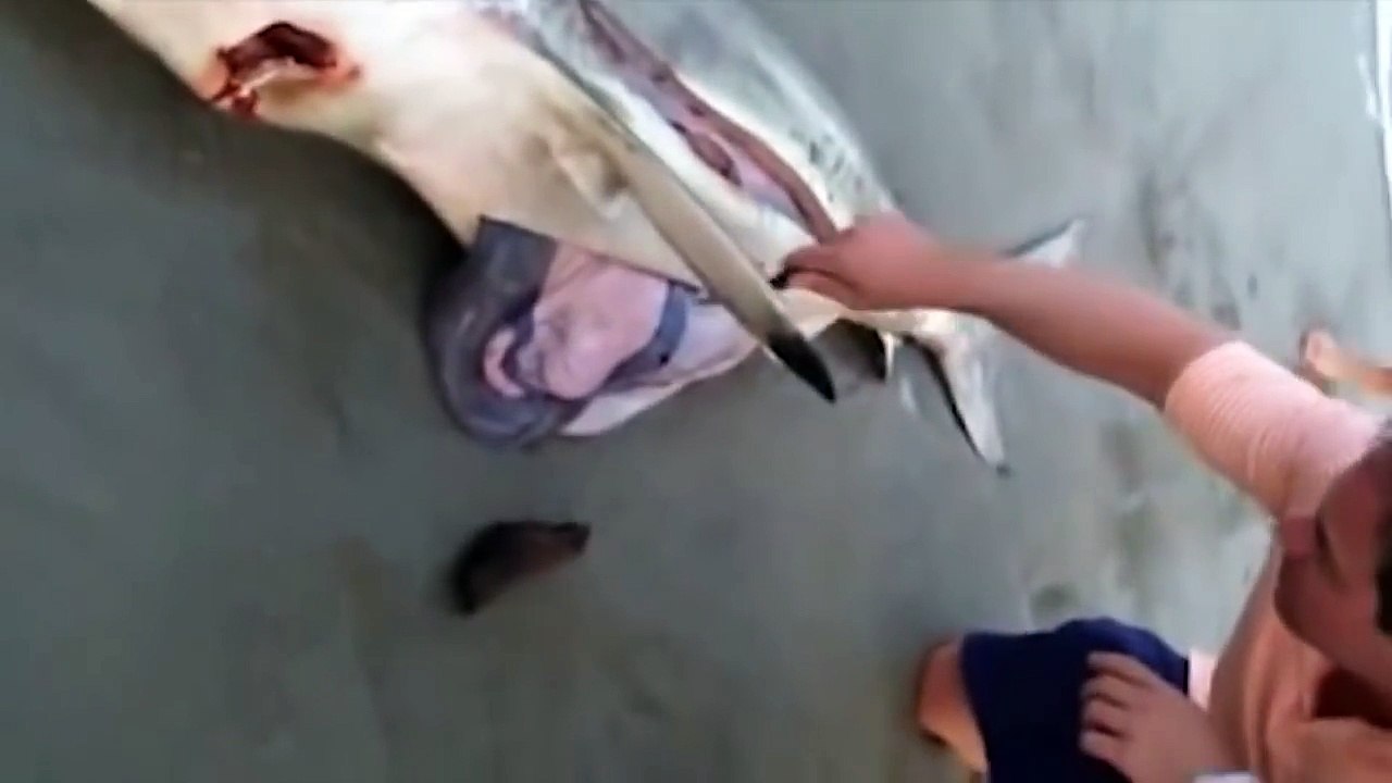 All About Shark - Amazing Man Help Dead Shark Give Birth To 3 Baby Shark On The Beach