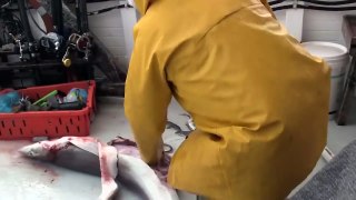 All About Shark - Man Helps Dead Shark and Give Birth To 100 Baby Sharks