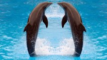 All About Dolphins ➤ Amazing Human help Mom Dolphin give birth to Twin in Hawaii Reproduction in Animals