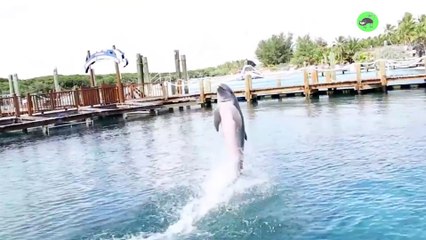 All About Dolphins - AMAZING DOLPHINS - FUNNY DOLPHINS COMPILATION