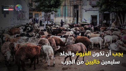 فيديو معلوماتى.. نصائح جهاز حماية المستهلك عند شراء خروف العيد