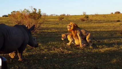 Download Video: Un lion voulait choper sa lionne mais il a été perturbé par un rhinocéros