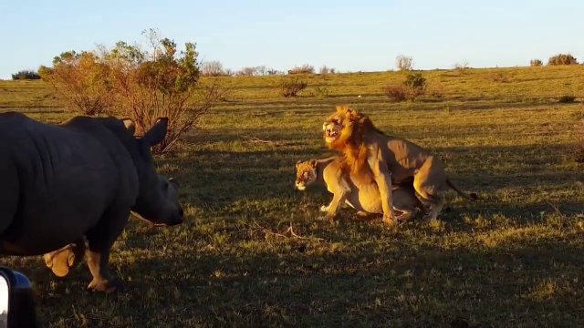 Un lion voulait choper sa lionne mais il a été perturbé par un rhinocéros