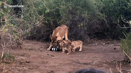 Lioness snatches photographer's camera