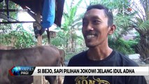 Si Bejo, Sapi Pilihan Jokowi Jelang Idul Adha