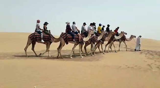 Overnight Desert Safari Dubai Camel Ride Highlights