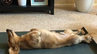 Dog want to try something on yoga
