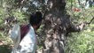 Tunceli Günlerce Gezerek Ağaçlarda Buldukları Balın Kilosunu 500 Liradan Satıyorlar -2