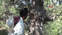 Tunceli Günlerce Gezerek Ağaçlarda Buldukları Balın Kilosunu 500 Liradan Satıyorlar -2