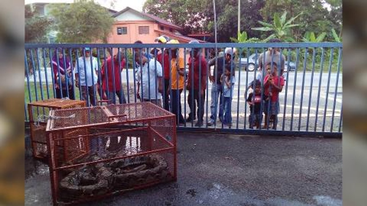 Whopper 100kg python caught in Kedah