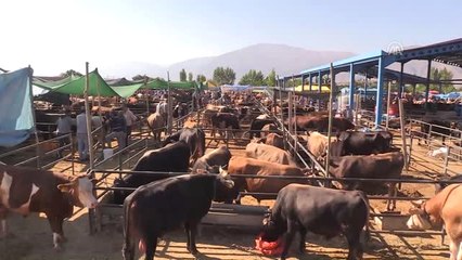 1,3 Tonluk Boğa "Paşa" Sahibini Bekliyor