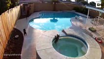Oyun oynarken havuza düşen köpeğini boğulmaktan böyle kurtardı