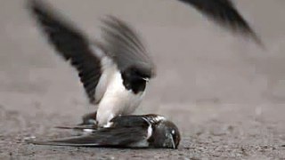 Bird crying over a dead friend