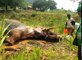 See how Indian villagers rescued this injured Elephant