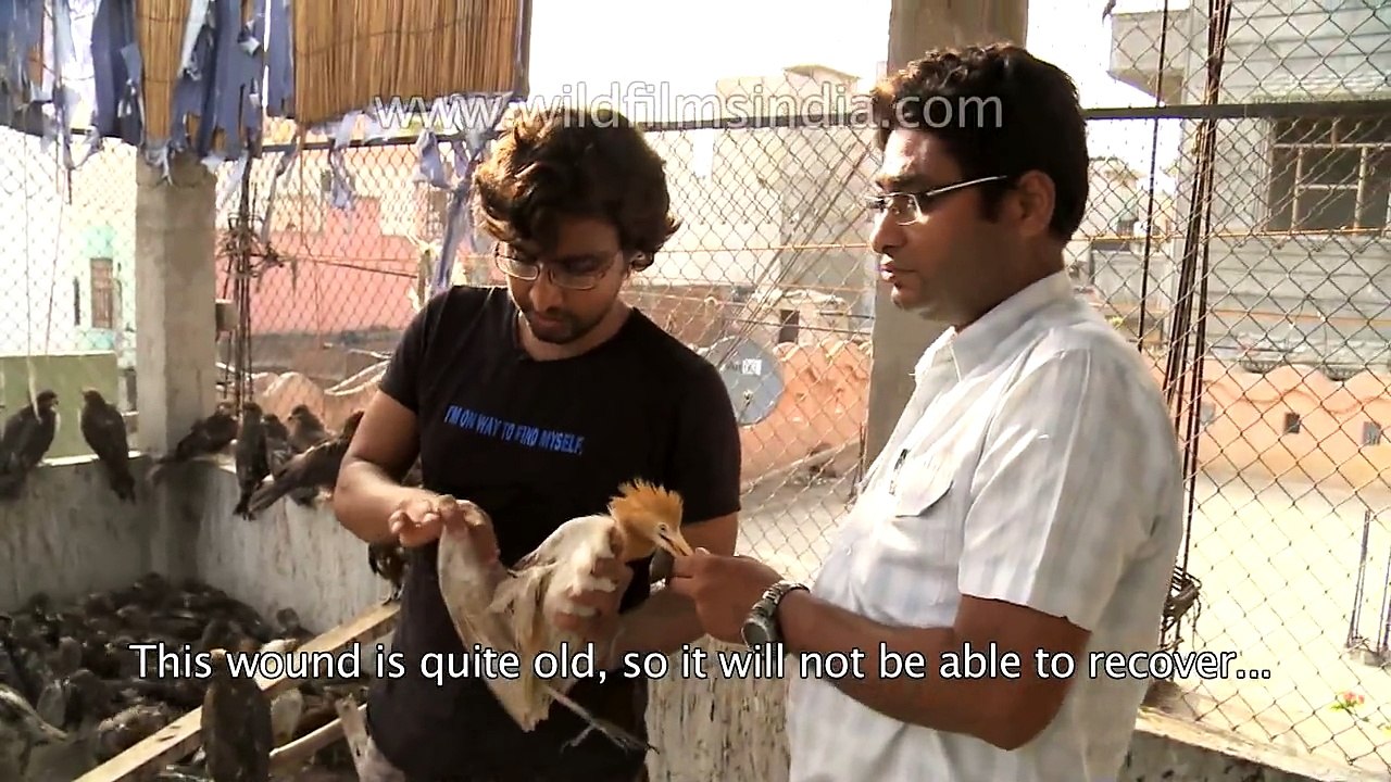 The Keepers - wildlife rescue in Delhi