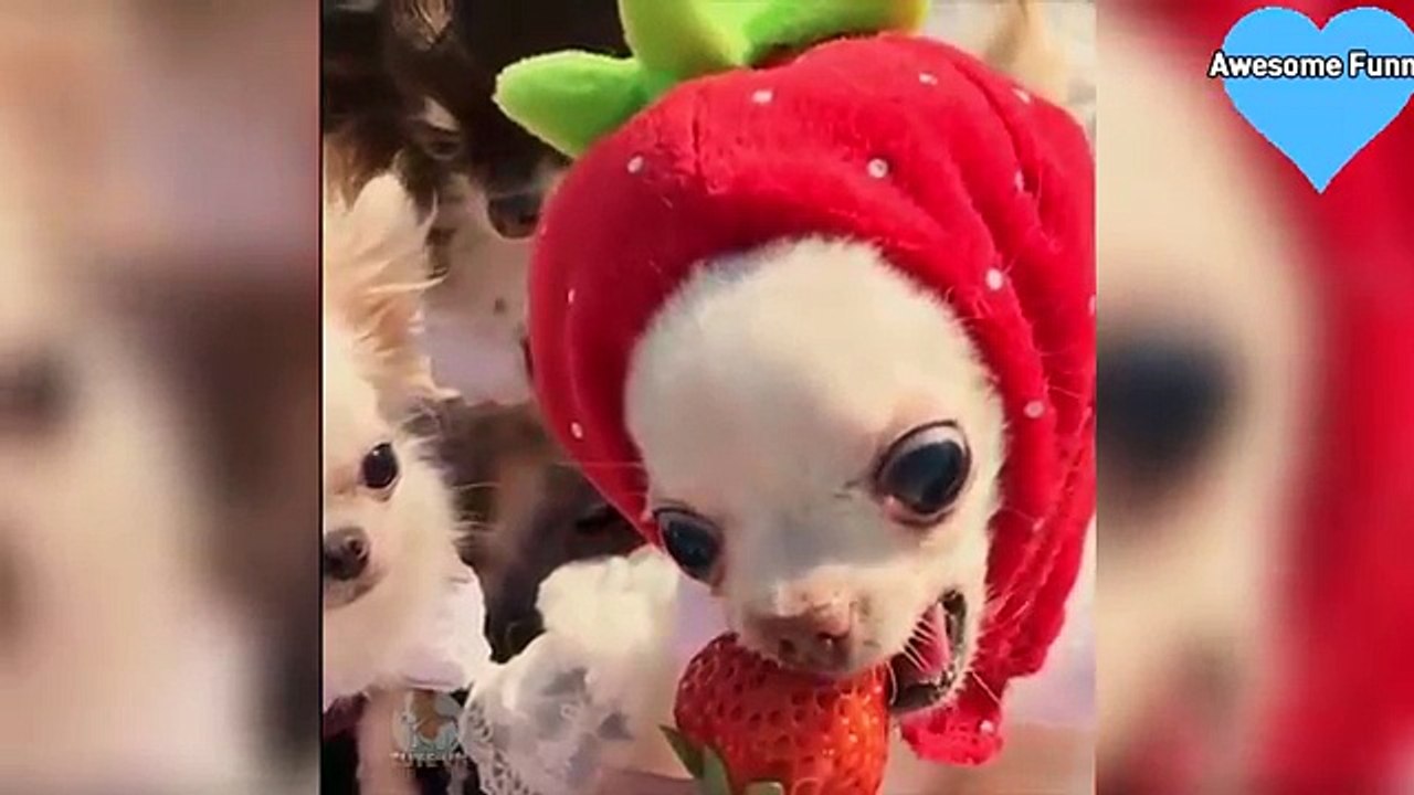 ヒーリングされているかわいい猫と犬面白い映像2018