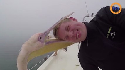 Un pélican tente tant bien que mal de manger la tête d'un garçon !