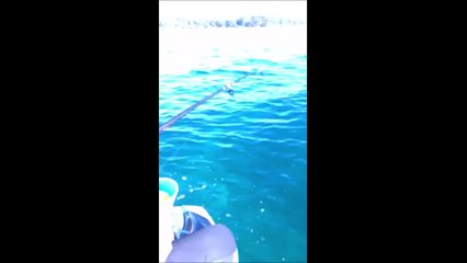 La réaction d'un poulpe fraîchement pêché par ce couple