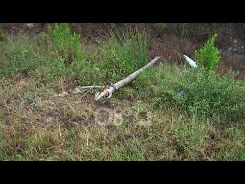 Ora News - Mjeti del nga rruga në autostradën Lushnje-Rrogozhinë, mes dy të plagosurve një fëmijë