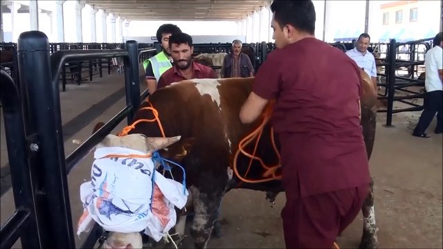 Kolay kurbanlık yatırma yöntemi (RUEFF YÖNTEMİ)