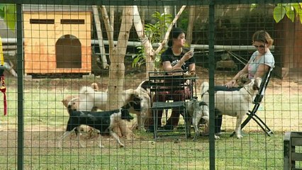 إندونيسيا تفرض قوانين جديدة تراعي حقوق الكلاب بعد أن بات لحمها الطبق الأشهر