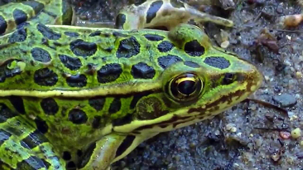 **CRAZY** Fun Learning with : Monster Trucks, Animals, Trains, Dinosaurs, Shapes,Colors,Nu